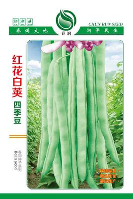 红花白荚四季豆