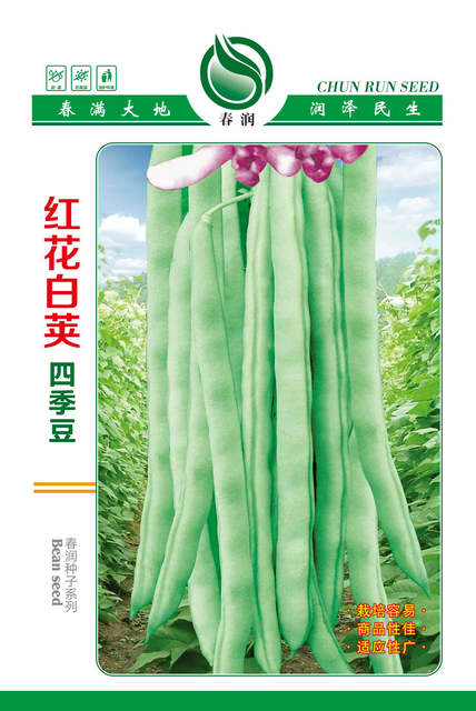 红花白荚四季豆