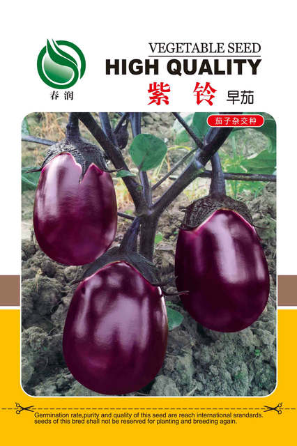 紫铃早茄