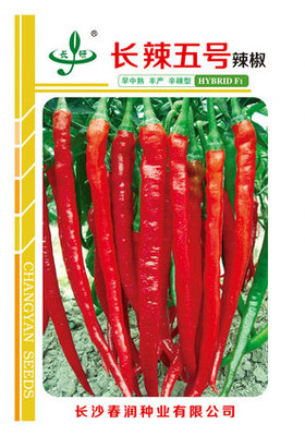 长辣五号