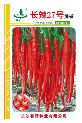 长辣27号辣椒_12x18