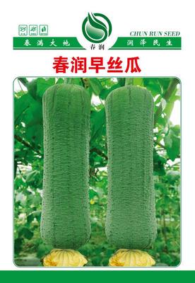 春润早丝瓜